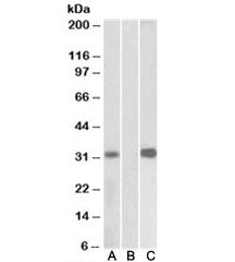 Western blot of HEK293 lysate overexpressing human KCNIP3-MYC probed with CSEN antibody [1ug/ml] in 