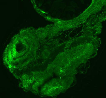 Immunofluorescent staining of Sf3b3 protein using Zebrafish Sf3b3 antibody. HIER: boil tissue sectio