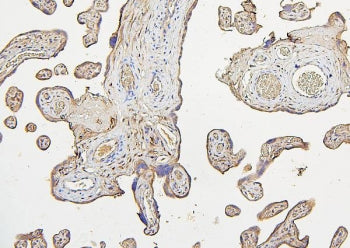 IHC staining of FFPE human placenta with IRS1 antibody. HIER: boil tissue sections in pH6, 10mM citr