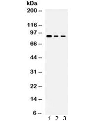 Ataxin 1 Antibody / ATXN1