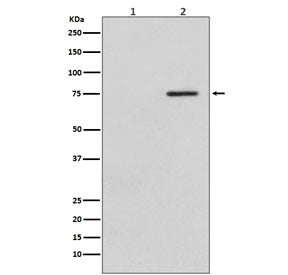 Western blot testing of human HeLa cells 1) untreated and 2) treated with LP, with phospho-c-Raf ant