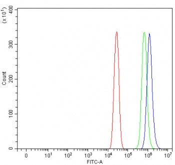 POMP Antibody / Proteasome maturation protein
