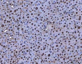 IHC staining of FFPE mouse liver tissue with MYBL2 antibody. HIER: boil tissue sections in pH8 EDTA 