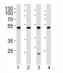 Western blot analysis of lysate from 1) human 293, 2) mouse NIH3T3, 3) rat C6 cell line and 4) mouse