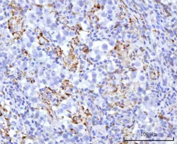 UBXN8 Antibody / UBX domain-containing protein 8