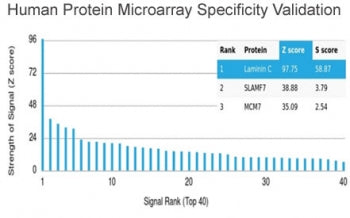 Laminin gamma 1 Antibody / LAMC1