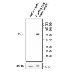 Western blot analysis of human HeLa cell lysate and purified cow brain tubulin using Delta 2-Alpha-T