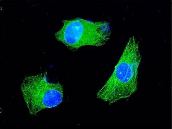 Immunofluorescent staining of FFPE human SH-SY5Y cells with KChIP2 antibody (green) and DAPI nuclear