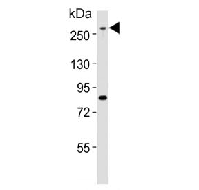 Western blot testing of mouse NIH 3T3 cell lysate with Med12 antibody. Predicted molecular weight ~2
