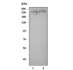 Western blot testing of 1) human Daudi and 2) mouse NIH 3T3 cell lysate with Talin 2 antibody. Predi