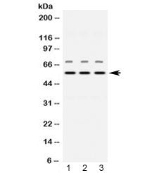 NAMPT Antibody / Visfatin