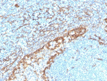 Podoplanin Antibody / gp36