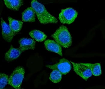Immunofluorescent staining of FFPE human A431 cells with PKR antibody (green) and DAPI nuclear stain
