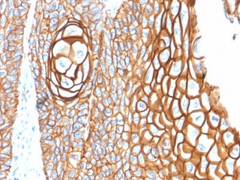 IHC staining of FFPE human skin with CD9 antibody (clone CD9/2343). HIER: boil tissue sections in pH