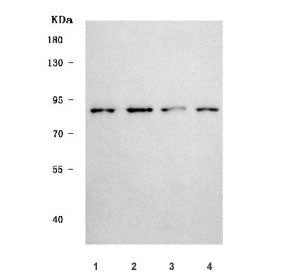 SHROOM1 Antibody / APXL2