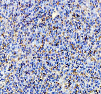 IHC staining of zebrafish Igf2a protein using Zebrafish Igf2a antibody, HRP-labeled secondary and DA