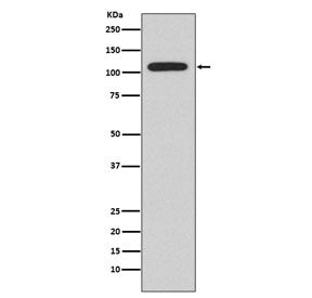 Western blot testing of Ramos cell lysate with NFAT2 antibody. Predicted molecular weight: ~101 kDa 