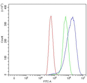 CD105 Antibody / Endoglin