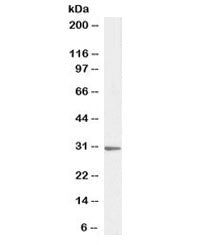 Western blot testing of human HeLa cell lysate with PTGES2 antibody at 1ug/ml. Predicted molecular w