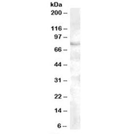 FOXP2 Antibody