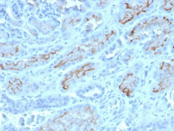 CD10 Antibody / Neprilysin