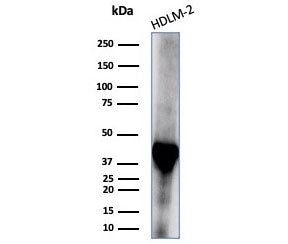 STING1 Antibody / TMEM173 / ERIS / MITA