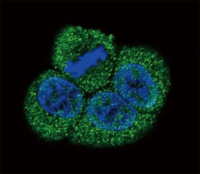 Confocal immunofluorescent analysis of VEGFR2 antibody with HeLa cells followed by Alexa Fluor 488-c