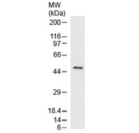 Western blot testing of human liver lysate with recombinant Perilipin 2 antibody (clone ADPN1-2R). P