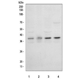 Western blot testing of human 1) HeLa, 2) Raji, 3) PC-3 and 4) Jurkat cell lysate with IkBa antibody