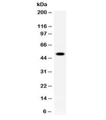 Carboxypeptidase B2 Antibody / CPB2 / TAFI