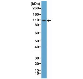 Western blot testing of mouse spleen tissue lysate using recombinant CD34 antibody at 1:100 dilution