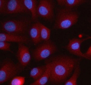 Immunofluorescent staining of FFPE human A549 cells with ITPRIPL1 antibody (red) and DAPI nuclear st