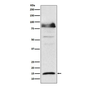 Western blot testing of lysate from HeLa cells treated with IFN alpha, with ISG15 antibody. Expected