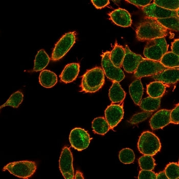 OVOL2 Antibody