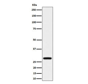 Western blot testing of human HeLa cell lysate with Peflin antibody. Predicted molecular weight ~30 