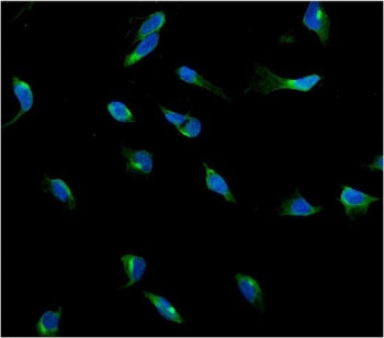Immunofluorescent staining of FFPE human U-2 OS cells with USP15 antibody (green) and DAPI nuclear s