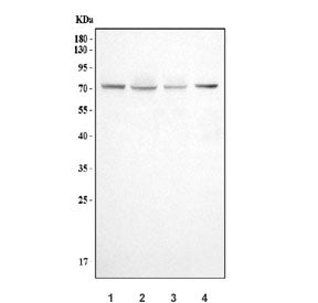 DNM1L Antibody / Dynamin-1-like protein / DRP1