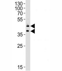 CD34 Antibody, 0.4ml