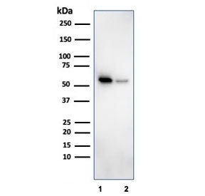 SERBP1 Antibody / PAI-RBP1