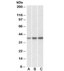 IDH3A Antibody