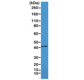 Western blot testing of mouse heart lysate with recombinant ACTA2 antibody at 1:1000. Predicted mole