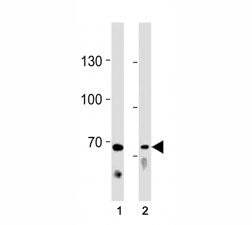 TICAM1 Antibody