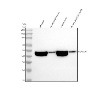 Western blot analysis of HOMER1 using anti-HOMER1 antibody. Electrophoresis was performed on a 10% S