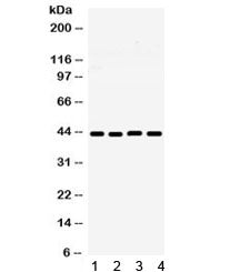MICB Antibody