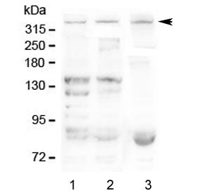Western blot testing of 1) human HEK293, 2) human K562 and 3) mouse HEPA1-6 lysate with Dystrophin a