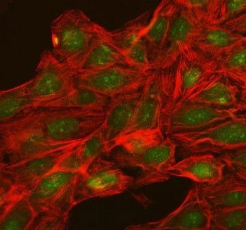 Immunofluorescent staining of FFPE human U-2 OS cells with NUP54 antibody (green) and phalloidin (re