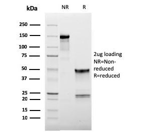 L-Selectin Antibody / CD62L