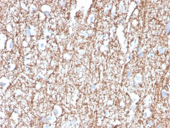 MBP Antibody / Myelin Basic Protein