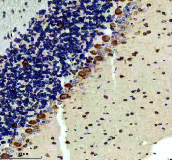 IHC staining of FFPE rat cerebellum tissue with RAPGEF4 antibody, HRP-secondary and DAB substrate. H