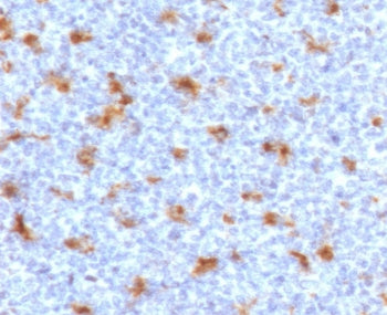 IHC staining of FFPE human tonsil with CD68 antibody (clone CDLA68-2). HIER: boil tissue sections in